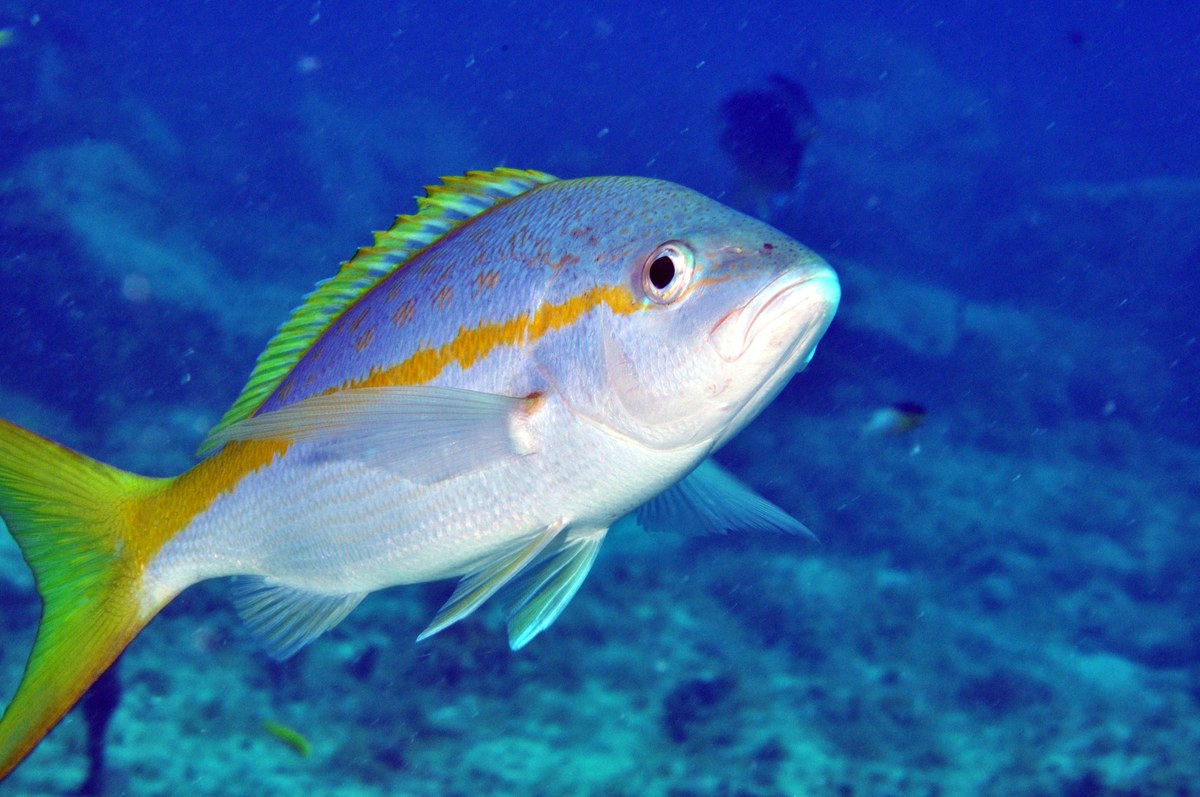 Tropical marine fish and reef — Indian Ocean biodiversity